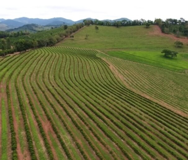 Waisamama Guayusa - Guayusa farm